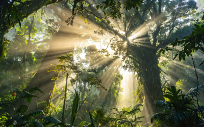 Lush green forest with dramatic golden sun rays streaming through the canopy, illustrating how trees grow primarily from CO₂ in the air via photosynthesis.