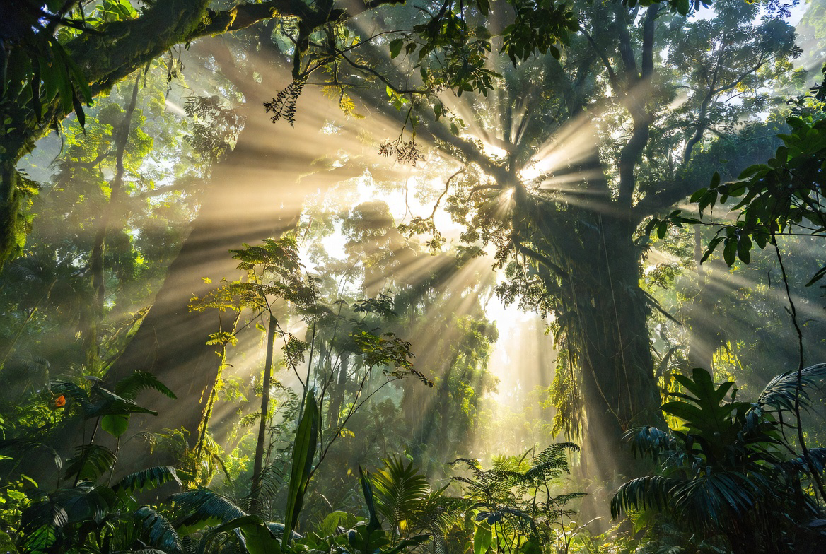 Lush green forest with dramatic golden sun rays streaming through the canopy, illustrating how trees grow primarily from CO₂ in the air via photosynthesis.